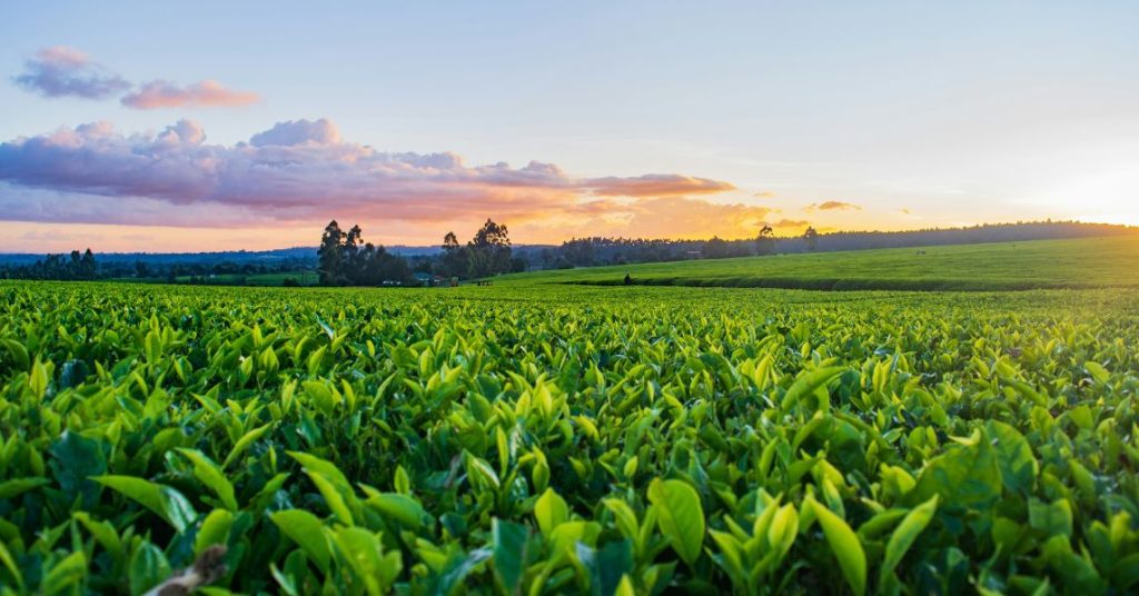Agriculture